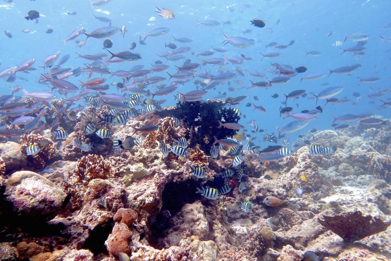 Maleo Moyo Hotel & Dive Resort Moyo Island Exterior foto